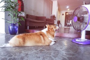 Corgi laying on the floor in front of a fan