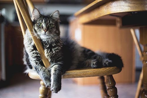 Gray cat sitting on a chair 